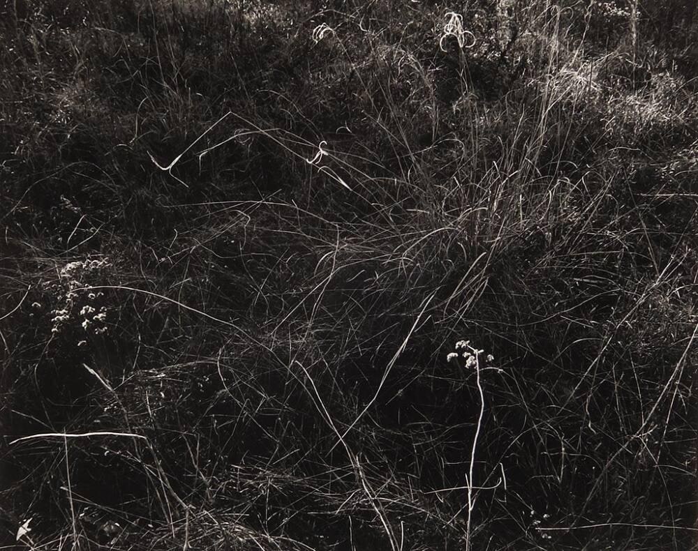 Prairie Grasses along Buffalo Bayou