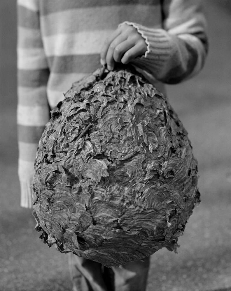 Untitled (Paper wasp nest)