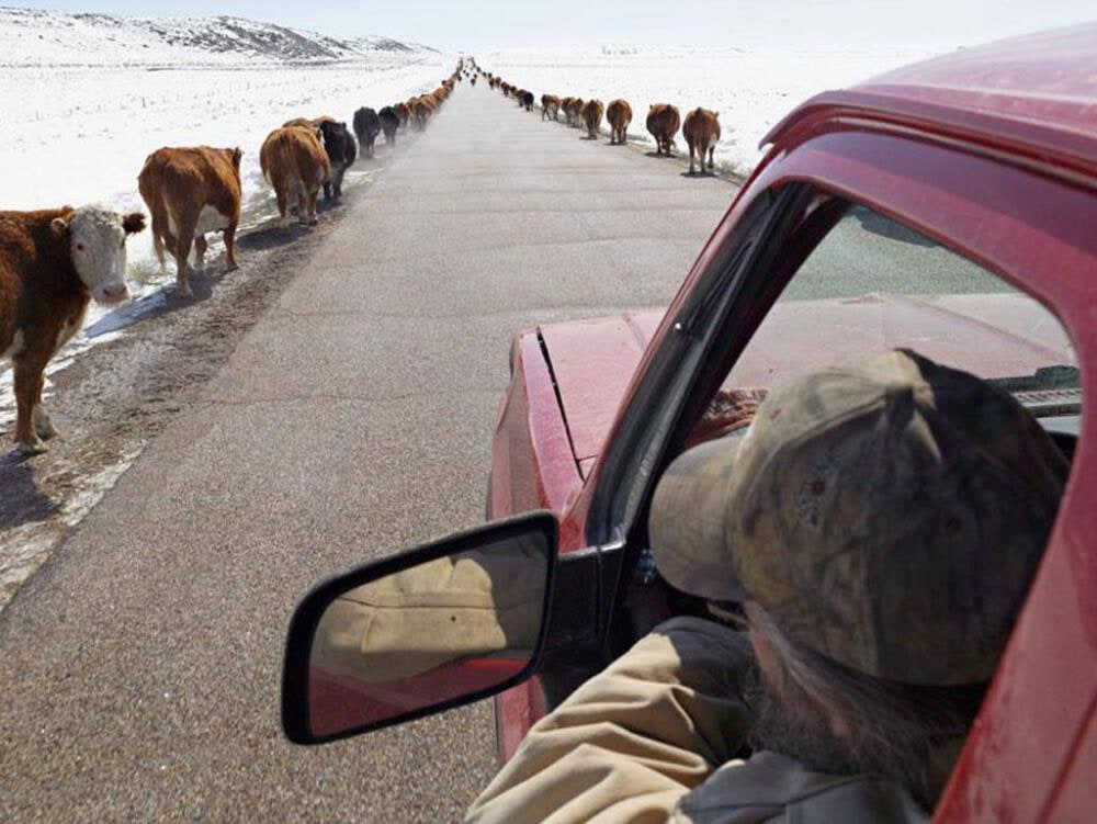 Moving Cattle, Wyoming
