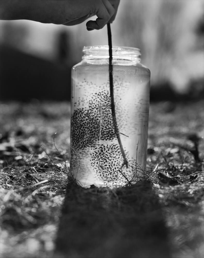 Untitled (Tadpole)