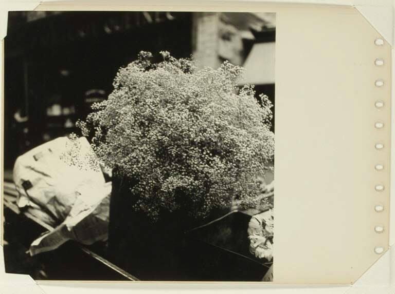 Untitled [Bouquet of Gypsophila]