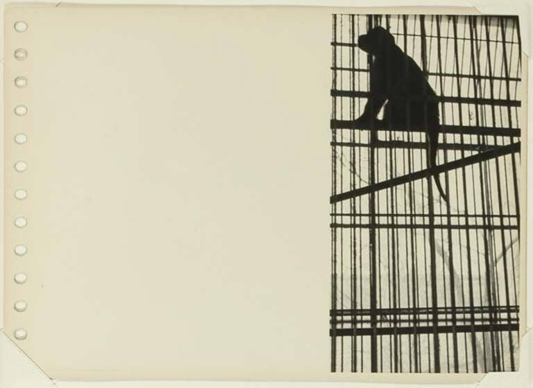 Untitled [Monkey in cage]