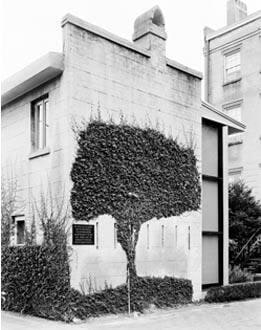 Vine Tree