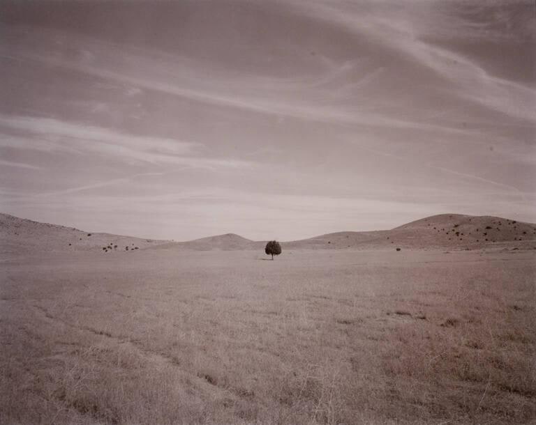 Independent Tree, Utah