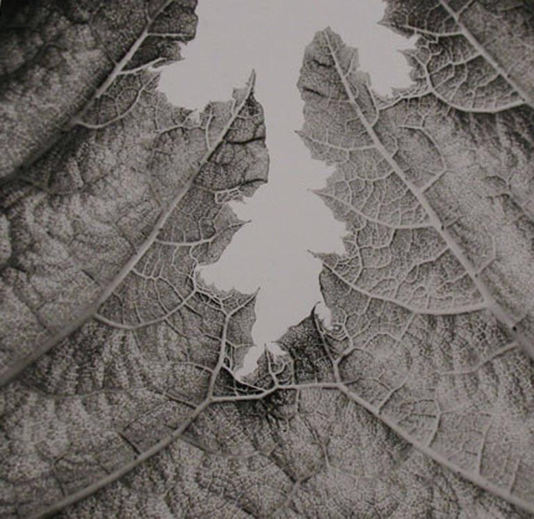 Leaf Detail