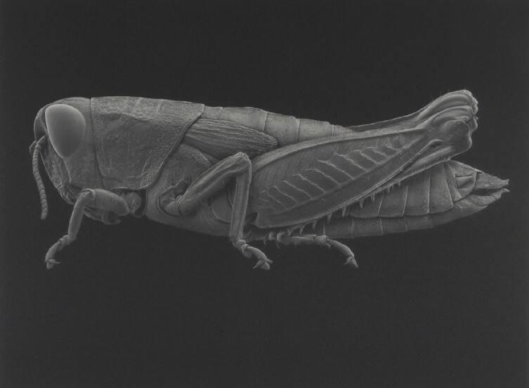 Grasshopper