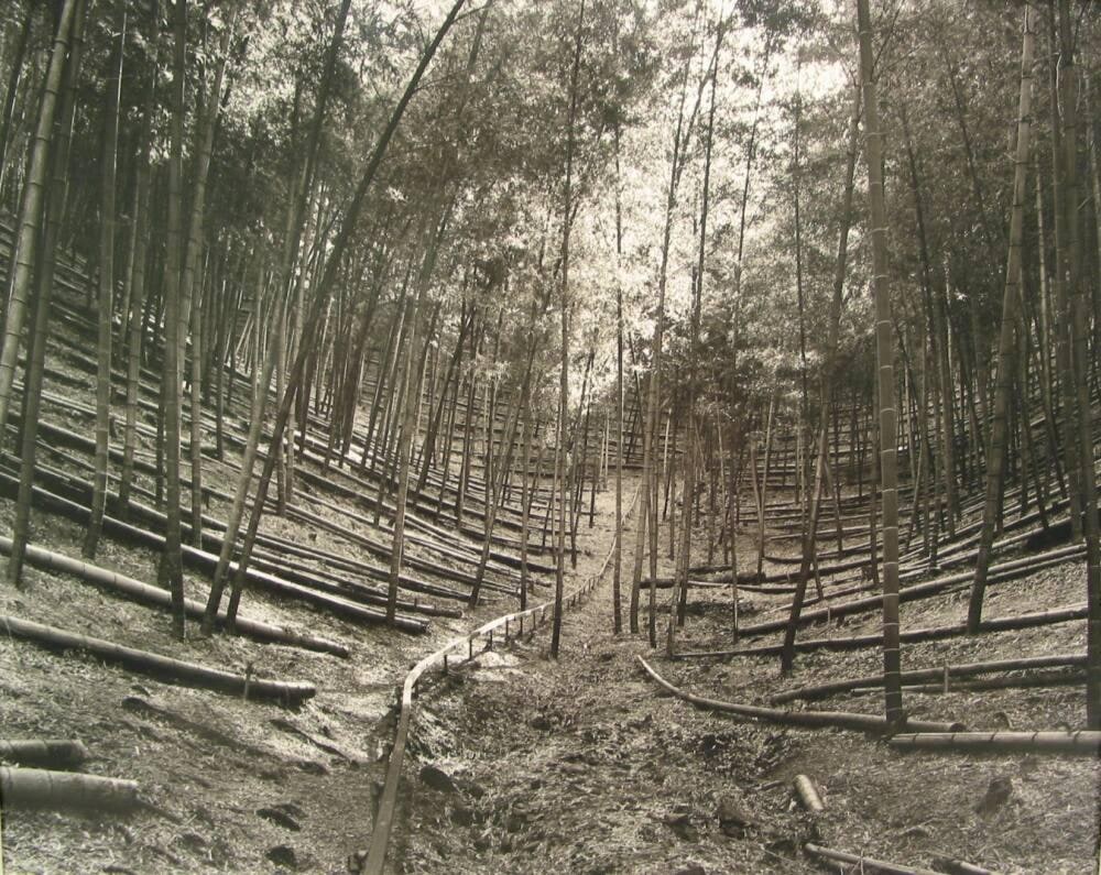 Bamboo Forest