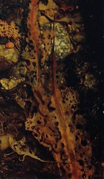 Tide Pool