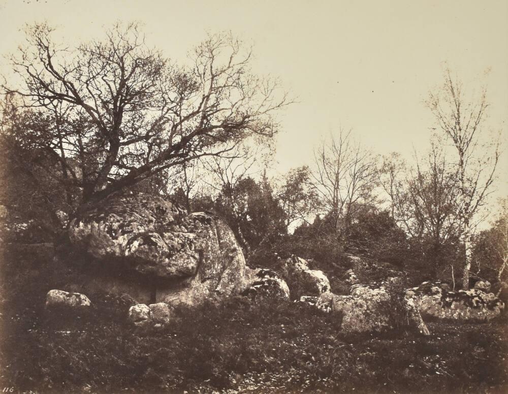 Trees and Rocks