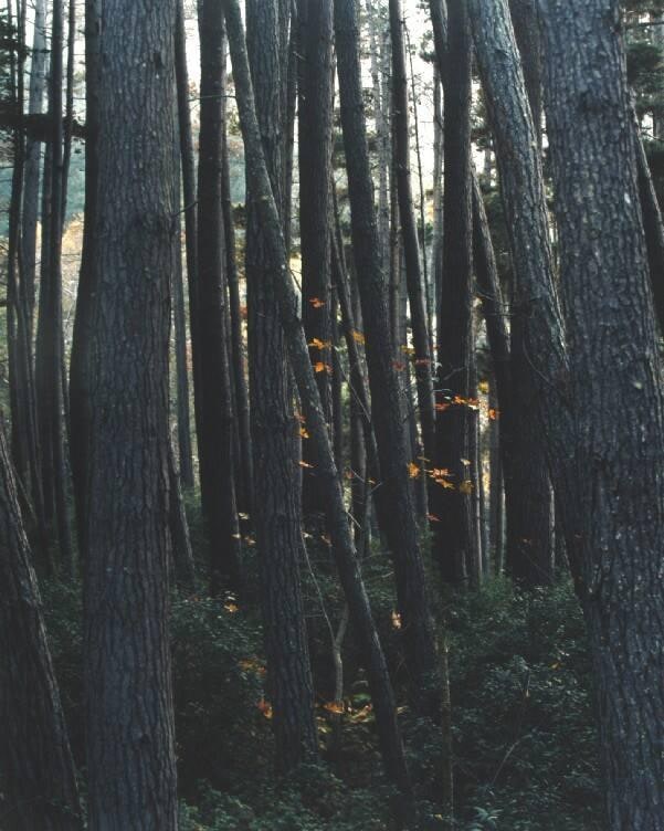 Pine and Sycamore, Big Sur, California