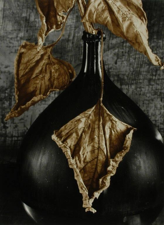 Feuilles de Tournesol dans une Bouboune