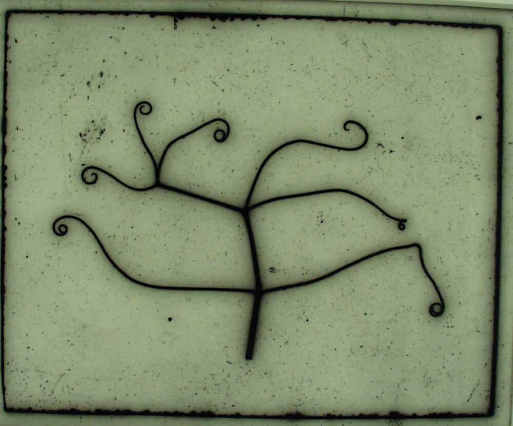 Untitled (Sweetpea Tendril) #2