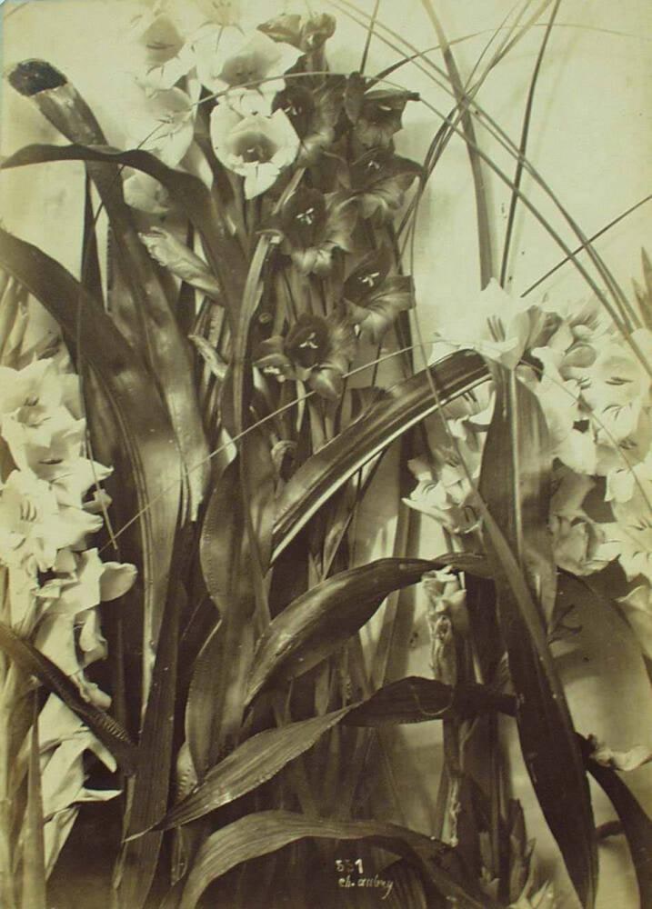 [Gladioli]