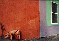 Pink Pig and Painted Walls, Mexico