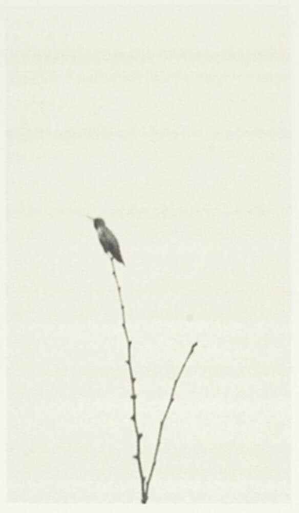 Bird on Tree (Hummingbird), San Francisco