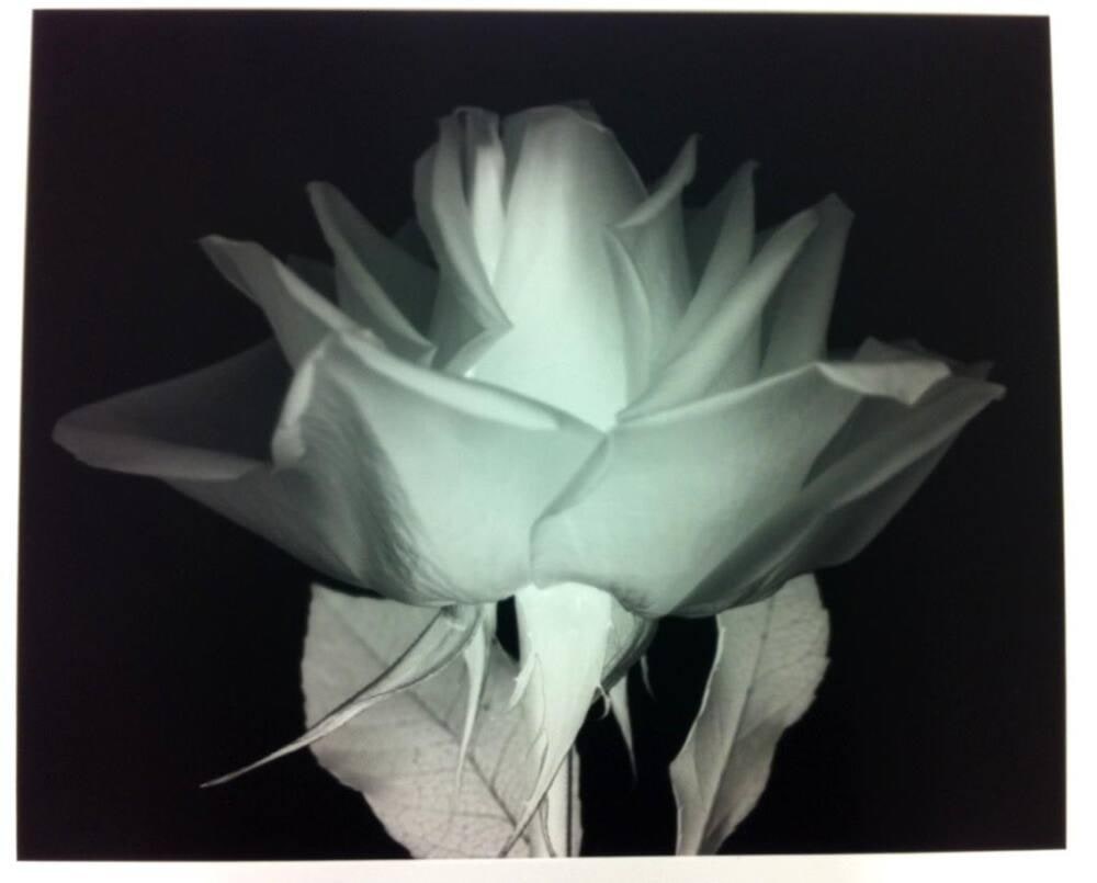 Rose 1