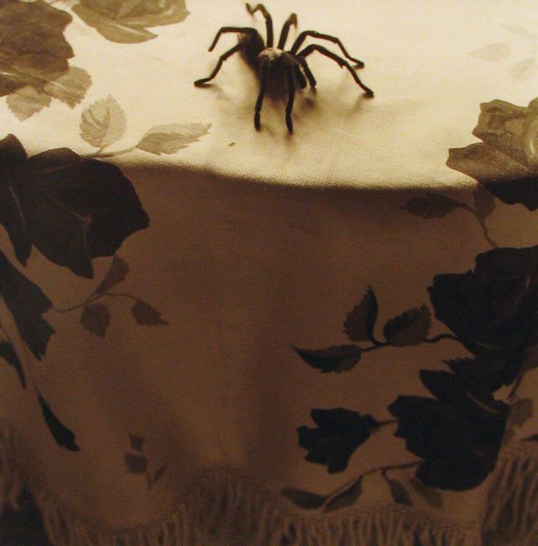 Tarantula and Table Cloth