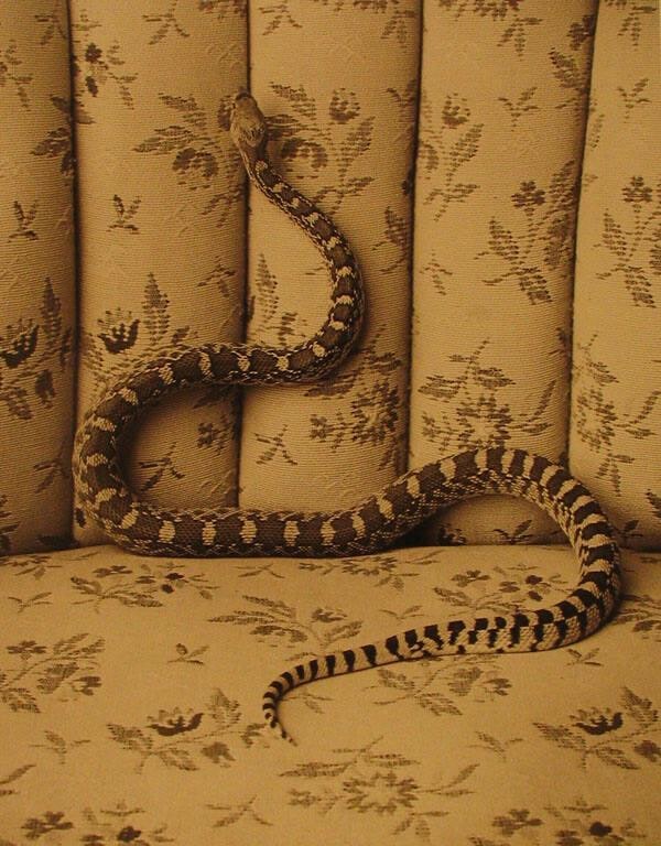 Bull Snake on Sofa