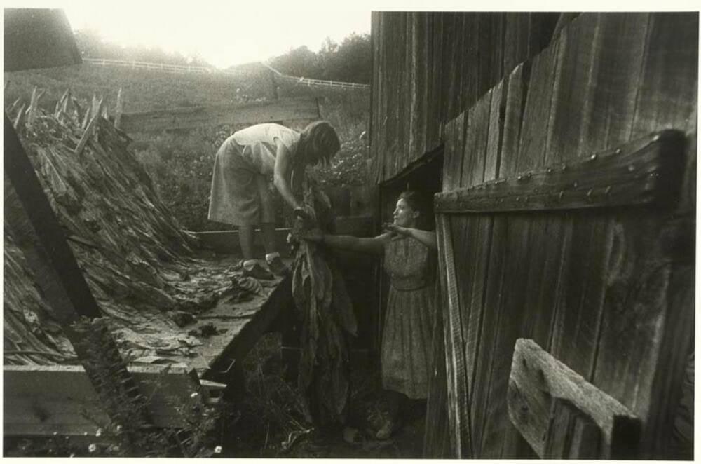 Angie and Juanita Shelton Unloading Tobacco, Hopewell, Madison County, North Carolina