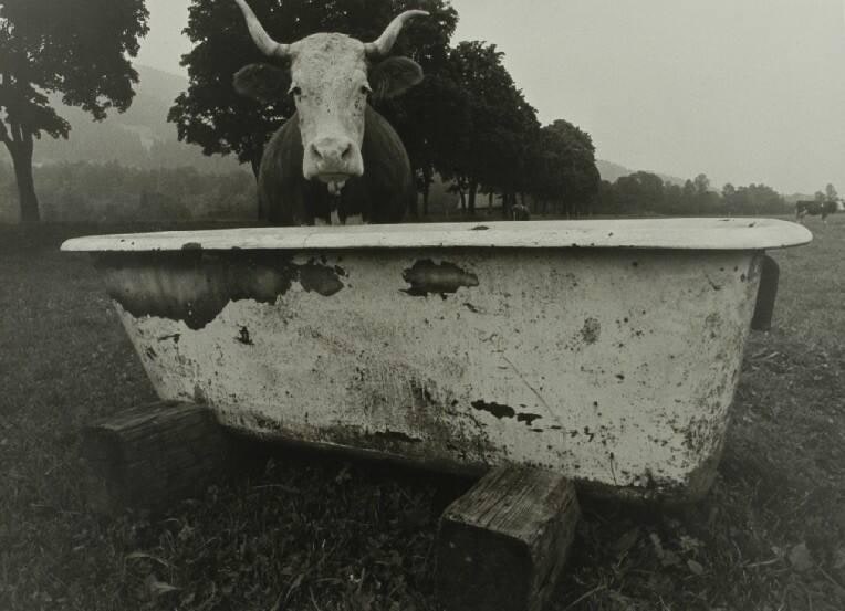 Cow with Bathtub