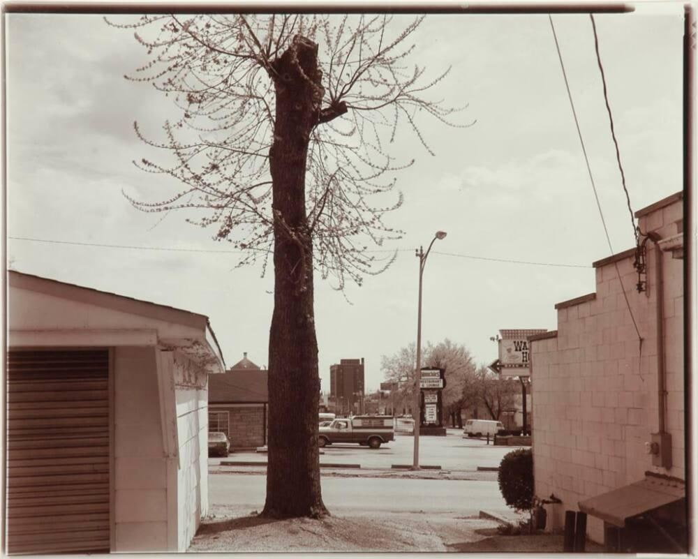 Tree, Tenth Street, Bloomington