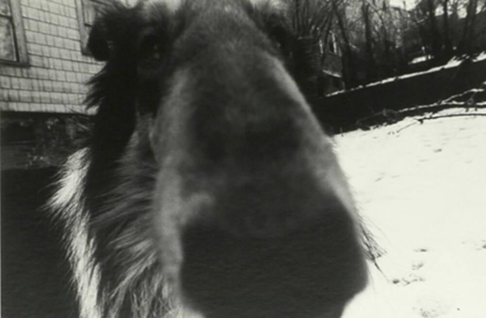 Wolfie in the Backyard