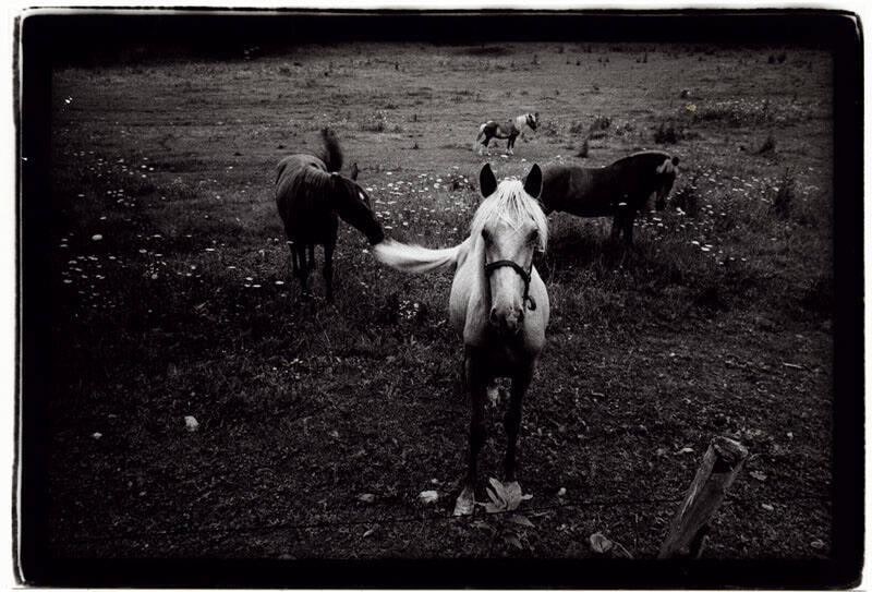 Horses