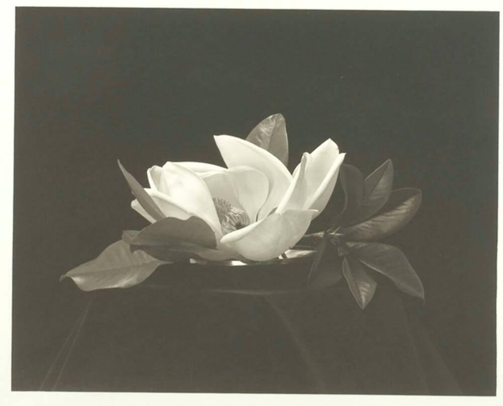 Magnolia Flower I