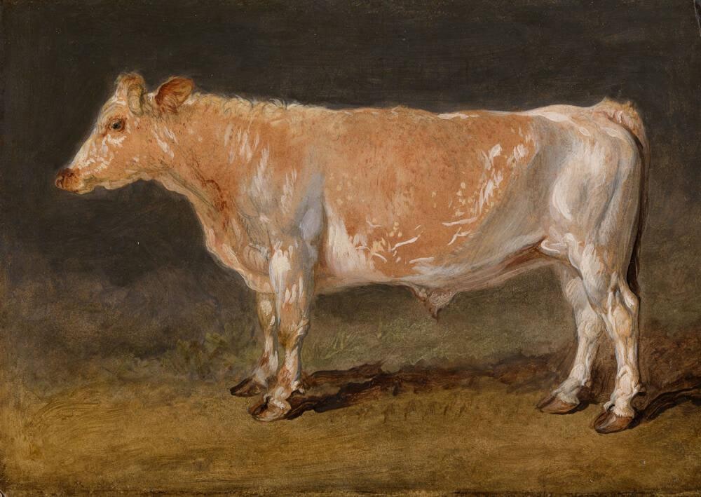 A Shorthorn Heifer