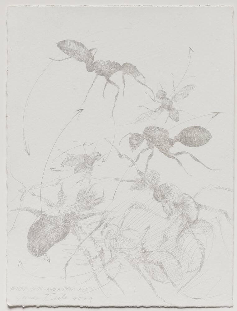 Arrows-Ants-And a Few Flies