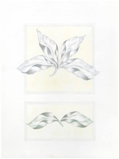 Quadratus Botanical 11