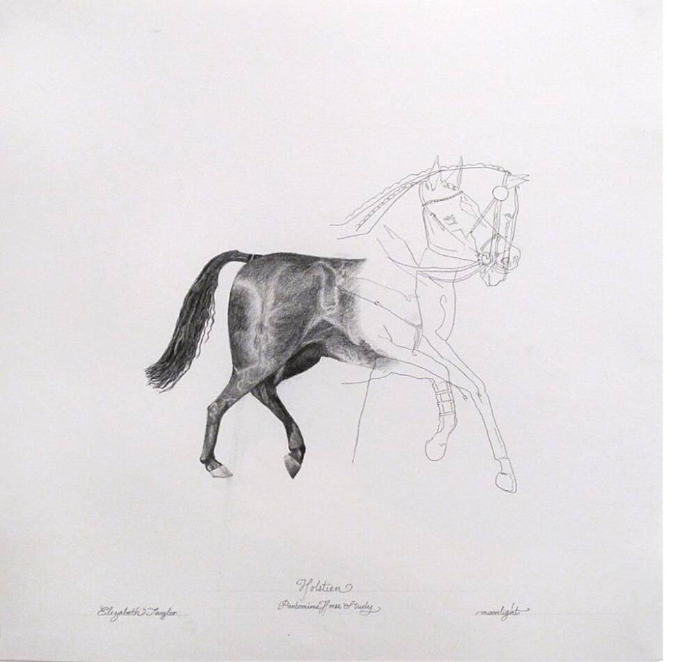 Pantomime Horse Study