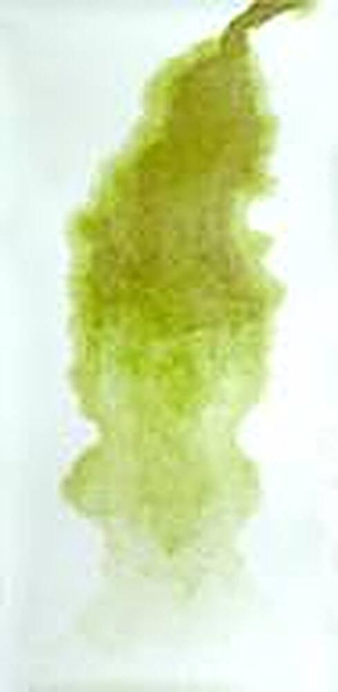 Green Glacial Ghost