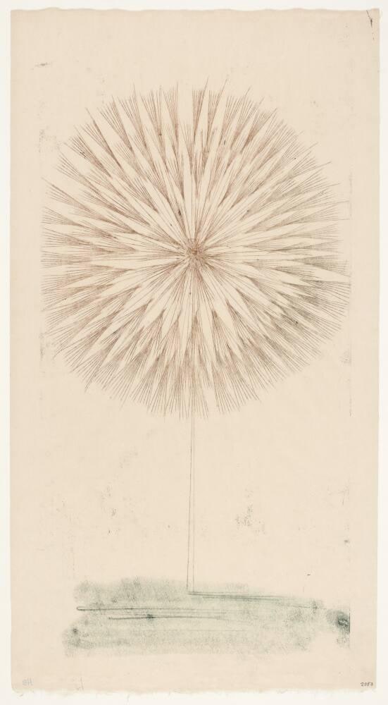 Dandelion