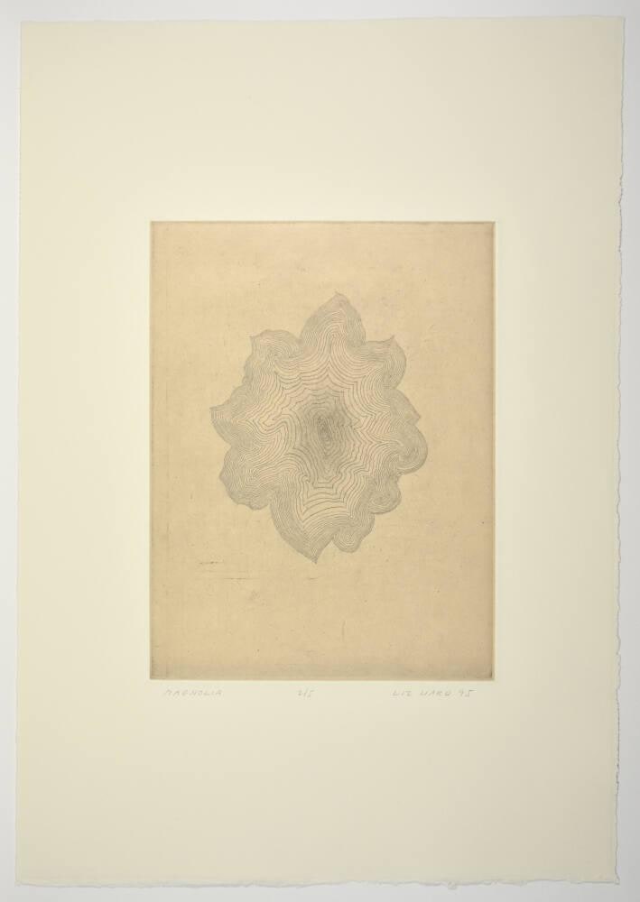 Magnolia