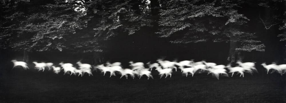 Running White Deer, County Wicklow, Ireland