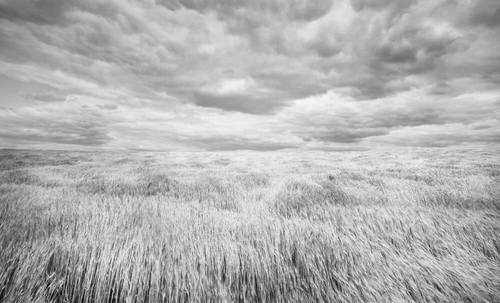 Wheatfield, Near Kansas/Nebraska Border