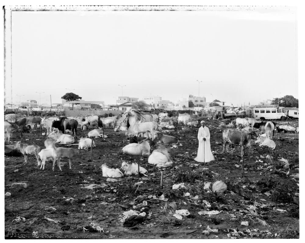Herd