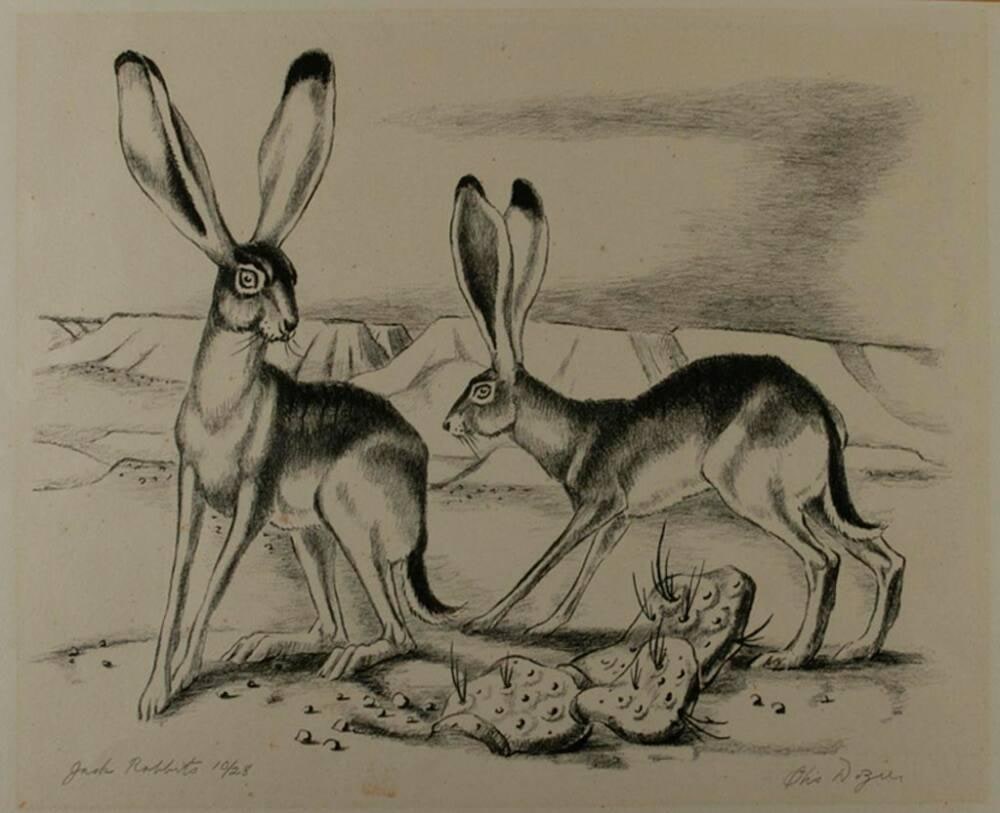 Jack Rabbits