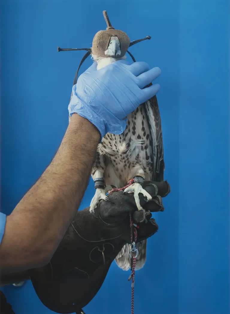 Falcon Hospital 2 (Blue Glove)