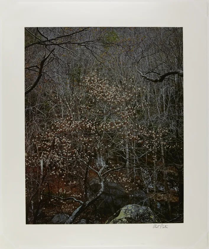 Shad Tree in Bloom, Great Smoky Mountains