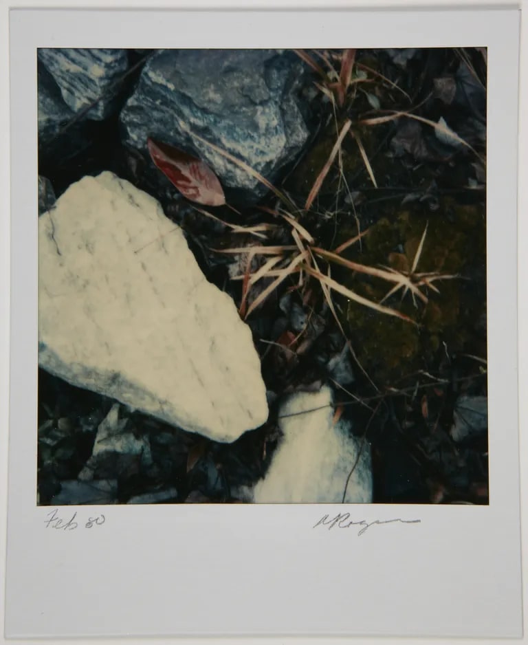View of leaves, rocks, and plants