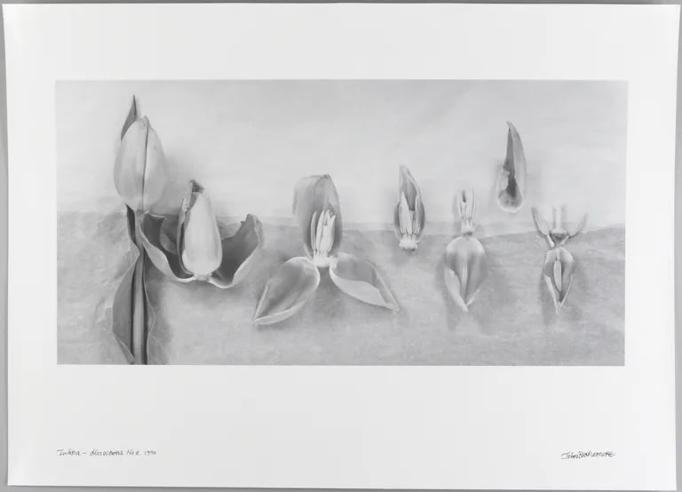 Tulipa-dissections No. 8 from the portfolio "Z15 (30 x30)" 2003