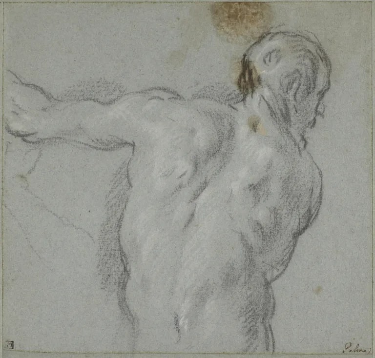 Half-length male nude seen from the rear