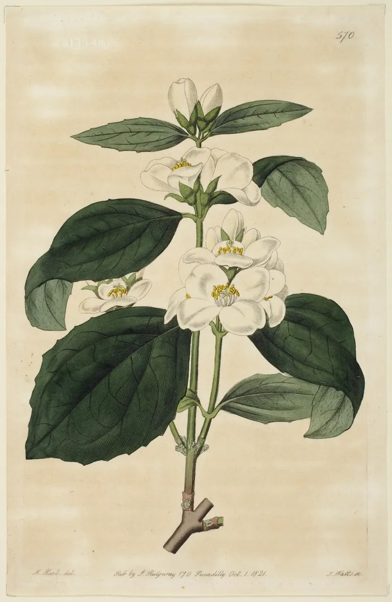 White Flower
