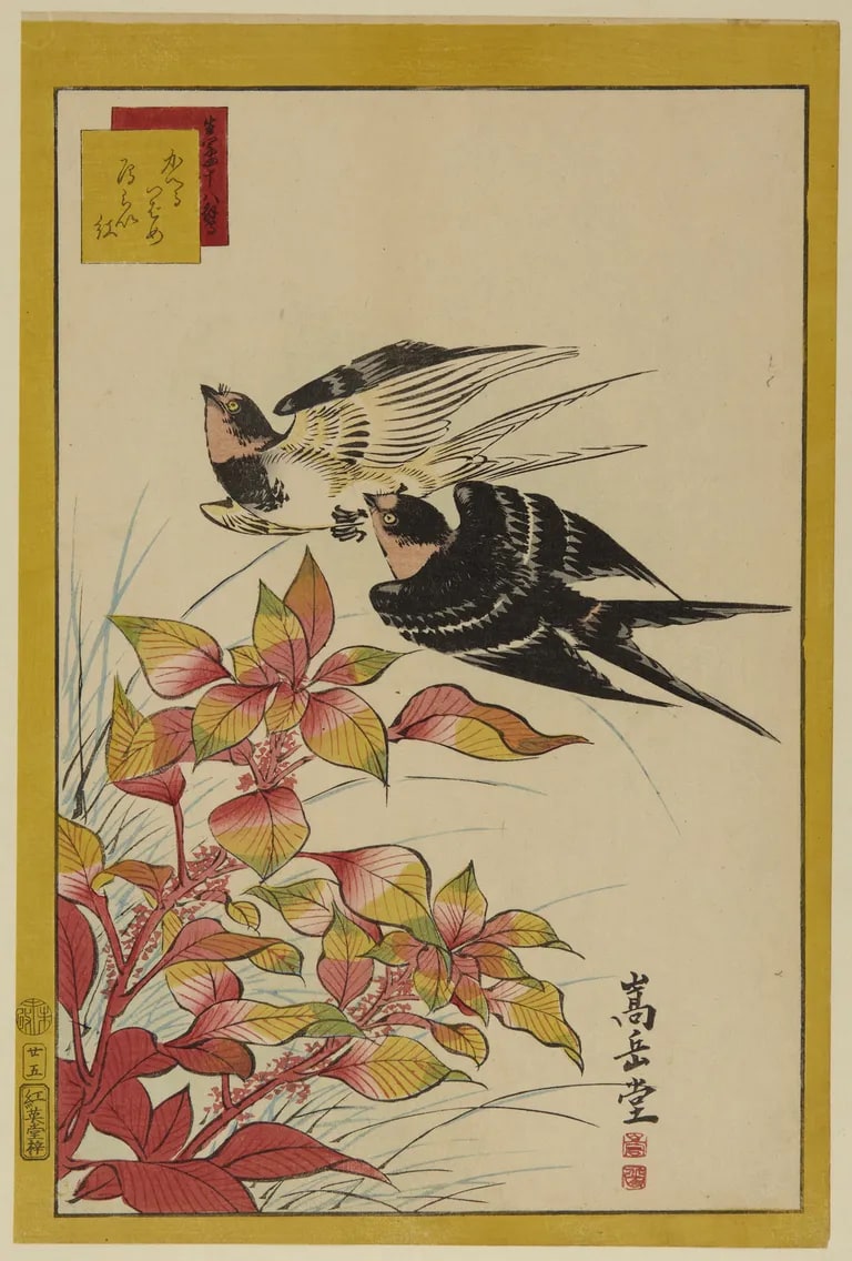 No. 25, Returning Swallows and Tampala (Kaeru tsubame, ganraikō かへるつばめ 雁らい紅 廿五), from the series “Forty-eight Hawks Drawn from Life” (Ikiutsushi shijūhachi taka 生写四十八鷹)