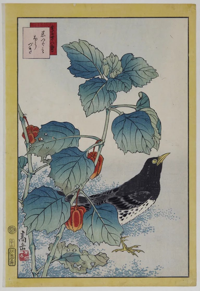 No. 33, Dusty Thrush and Ground Cherry (Kurotsugumi, hōzuki 黒つぐみ ほうづき), from the series “Forty-eight Hawks Drawn from Life” (Ikiutsushi shijūhachi taka 生写四十八鷹)