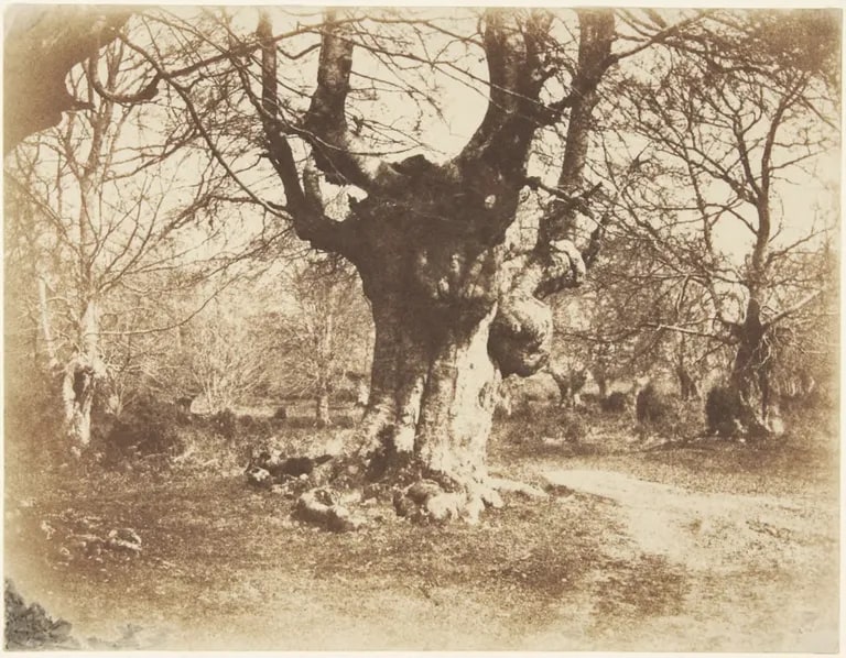 Burnham Beeches