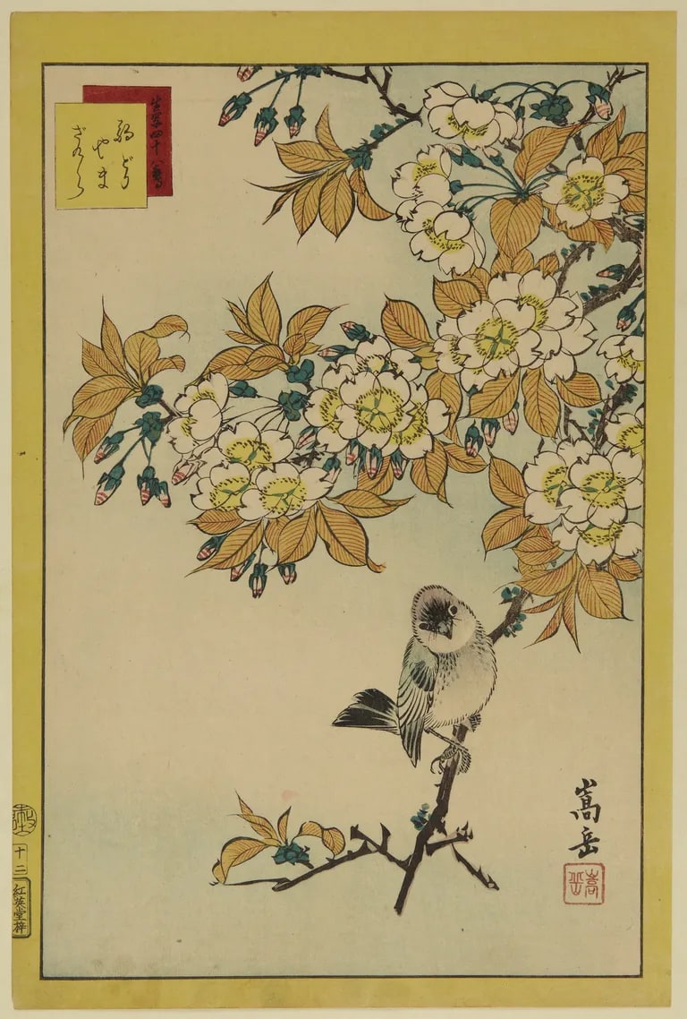 No. 12, Robin and Wild Cherry (Komadori yamazakura 駒どり やまざくら 十二), from the series “Forty-eight Hawks Drawn from Life” (Ikiutsushi shijūhachi taka 生写四十八鷹)