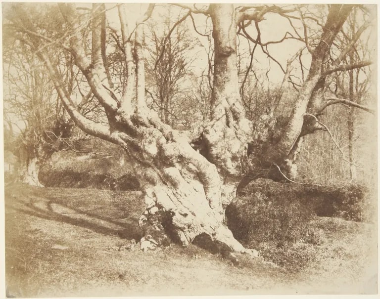 Burnham Beeches